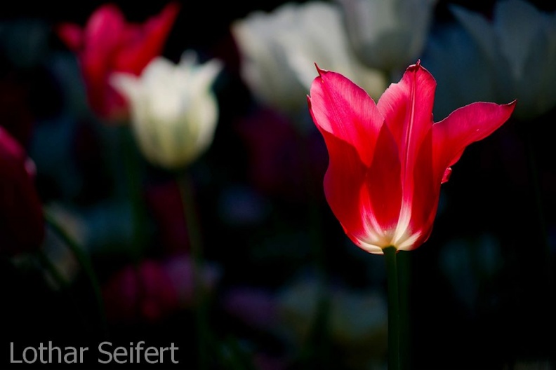 Tulpe rot.jpg