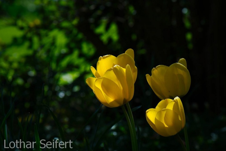 Tulpenlichter Gelb.jpg