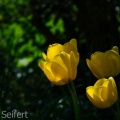 Tulpenlichter Gelb
