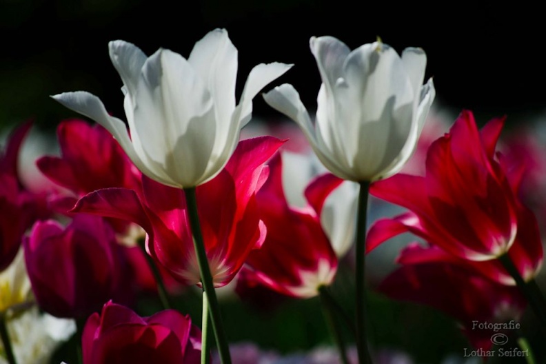 Tulpen weiß rot pink.jpg