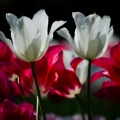Tulpen weiß rot pink
