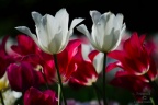 Tulpen weiß rot pink