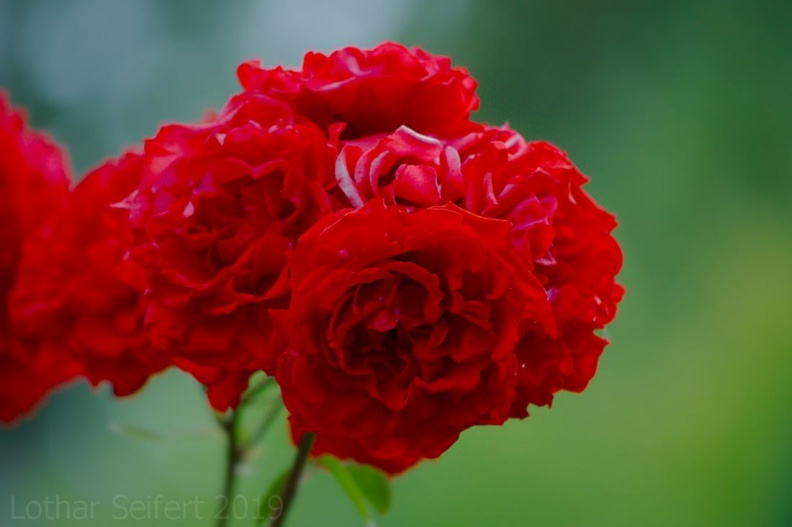 Rote Rosen.jpg