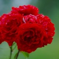 Rote Rosen