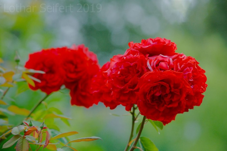 Rosen Rot.jpg
