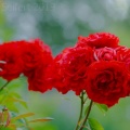 Rosen Rot