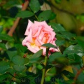 Rose Oktober