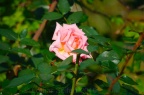 Rose Oktober