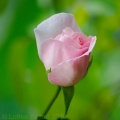 Rose Pink.jpg