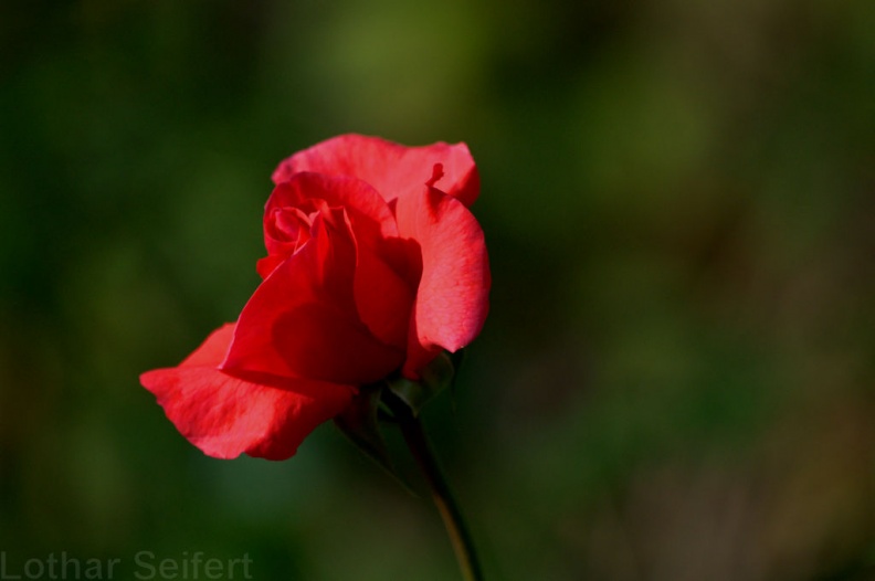 Rote Rose.jpg