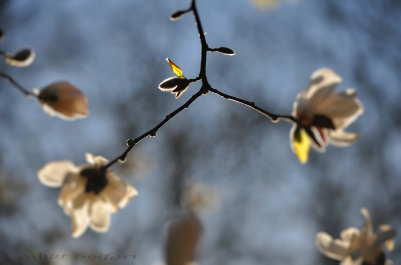 magnolien.jpg