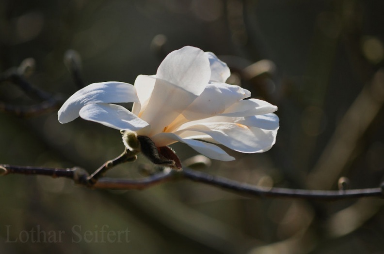 magnolie.jpg