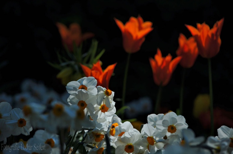 anemone mit tulpen.jpg