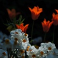 anemone mit tulpen