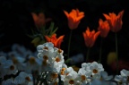 anemone mit tulpen