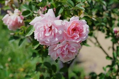 rosen pink