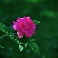 rose pink.JPG