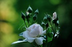 rose weiß