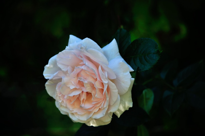 img rose pink weiß