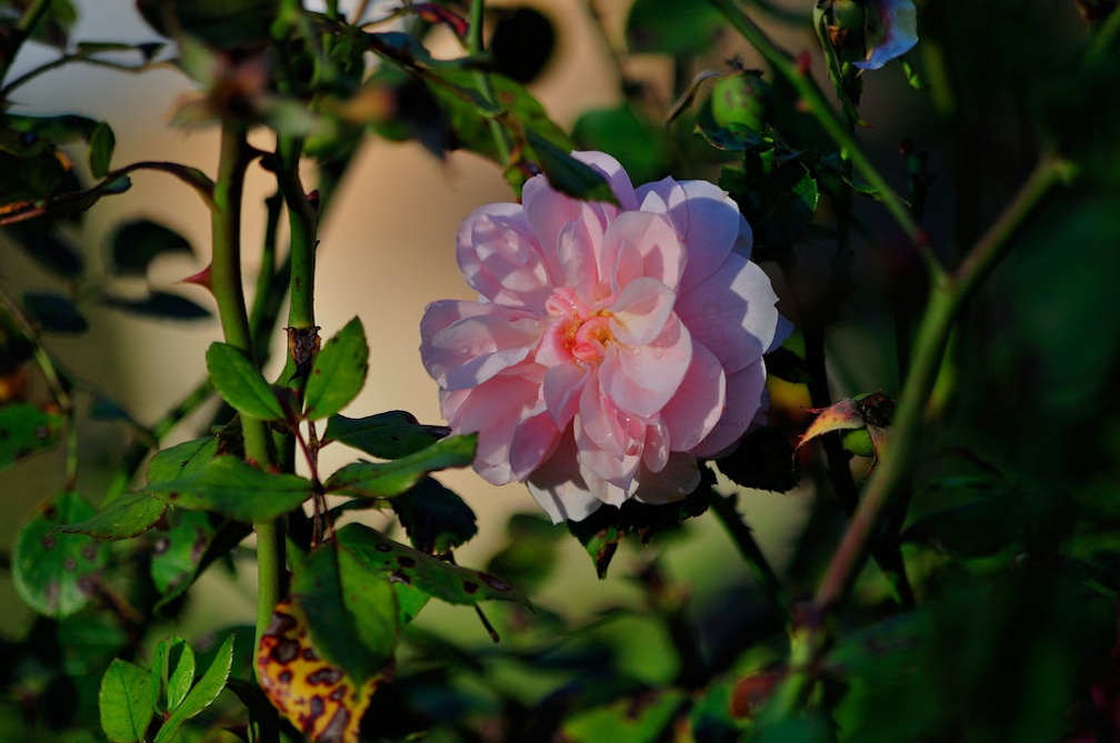 rose pink im herbst