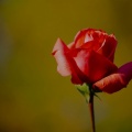 rote rose im herbst