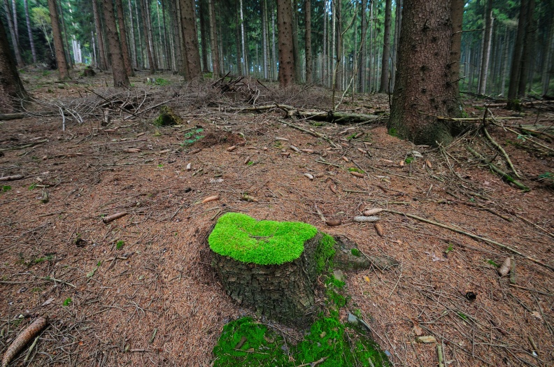 Ein Platz im Wald.jpg