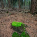 Ein Platz im Wald