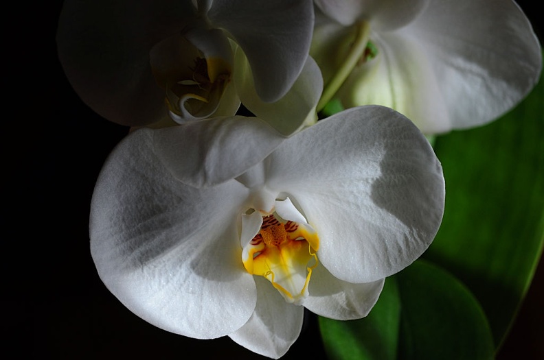 weiße orchidee.jpg