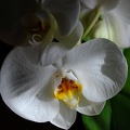 weiße orchidee.jpg