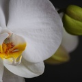 Orchidee mit knospe