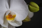 Orchidee mit knospe