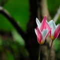 3-tulip