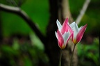 3-tulip