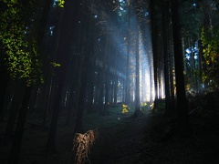 Waldlicht1