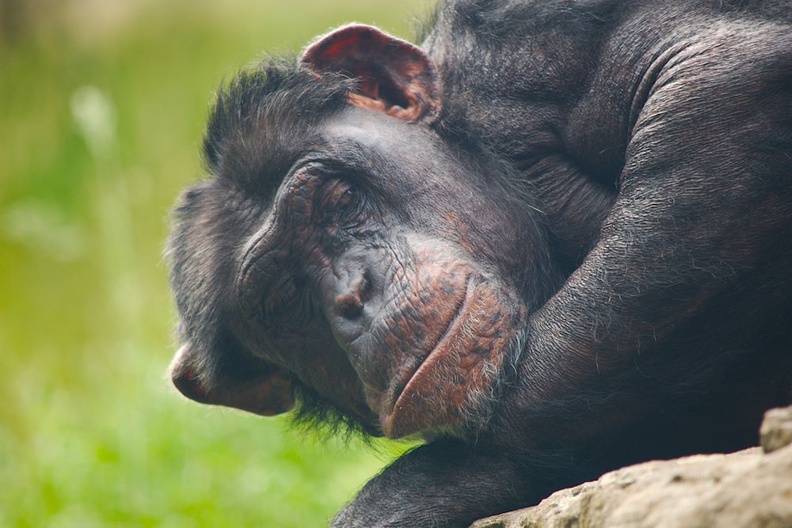 Schimpanse.jpg