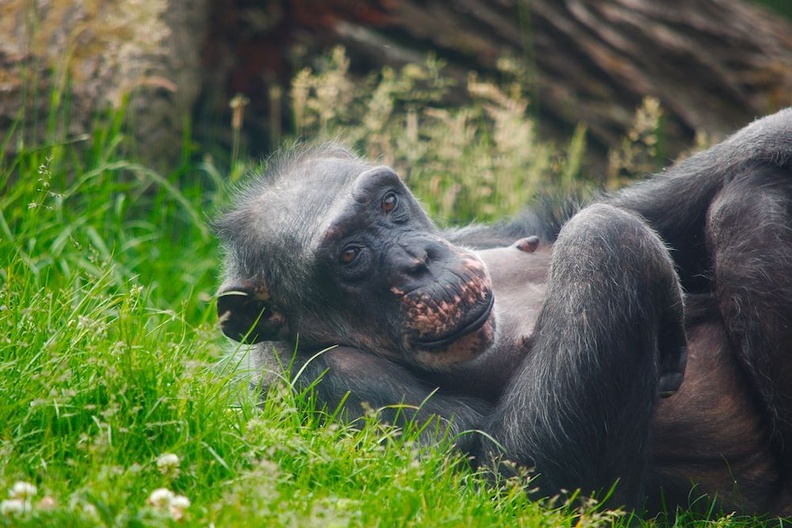 Schimpanse Weibchen.jpg