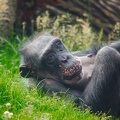 Schimpanse Weibchen