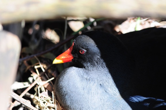 Teichralle im Nest