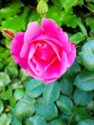 soft and pink