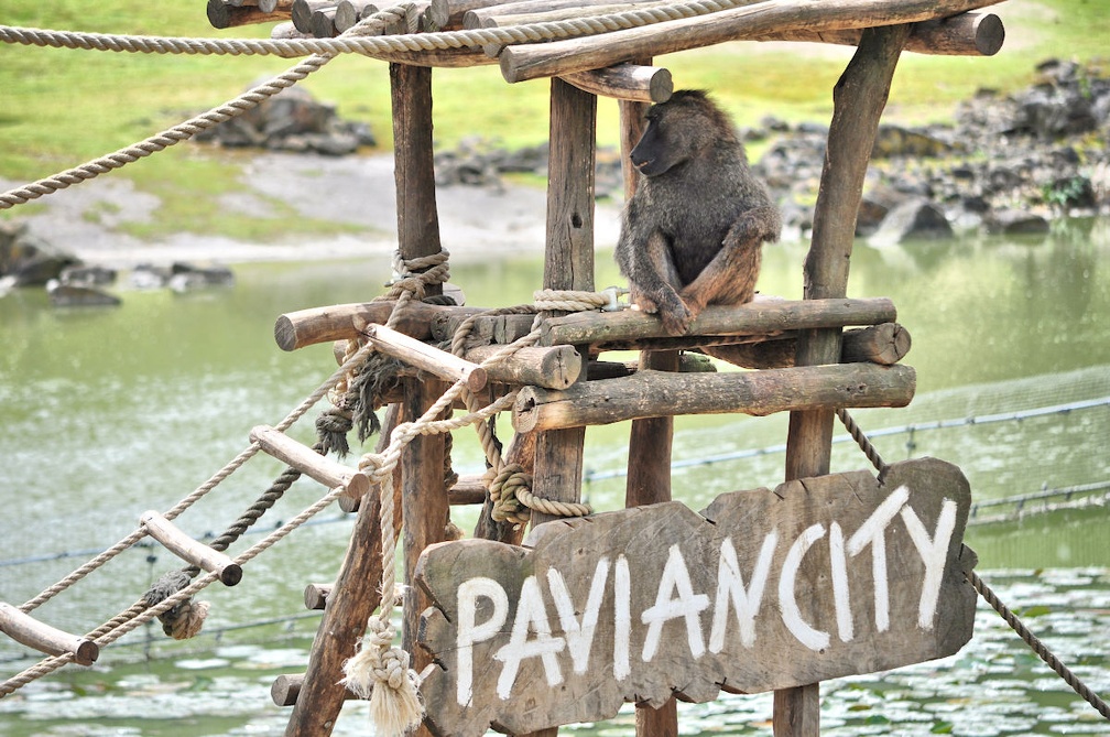 Pavian