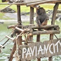 Pavian