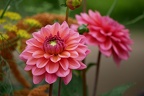 Gerbera