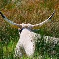 Longhorn