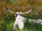 Longhorn