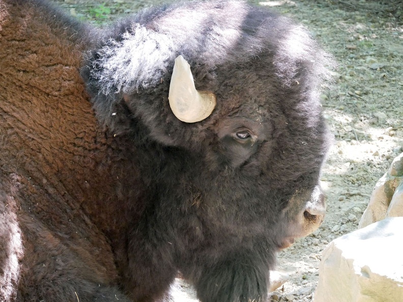 Bison