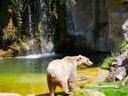Braunbär