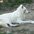 Hudson-Bay Wolf