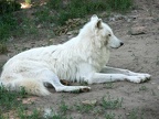 Hudson-Bay Wolf