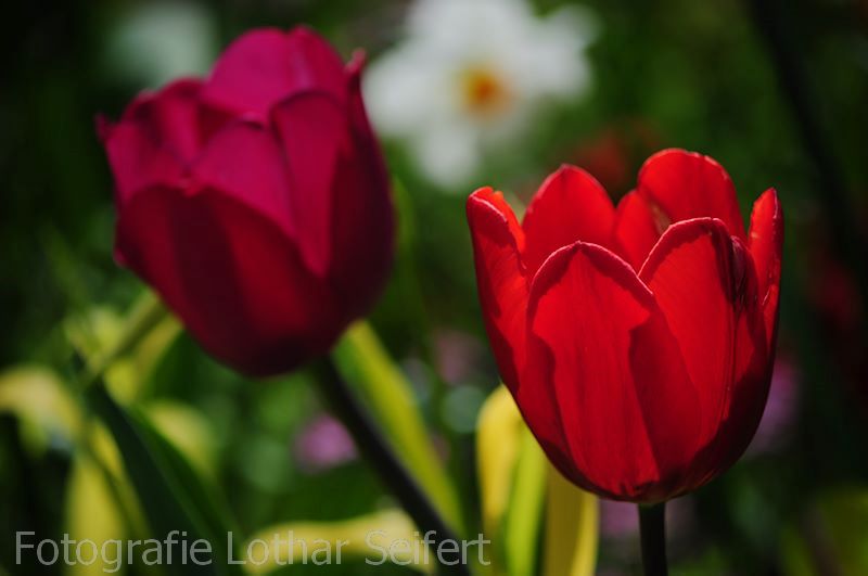 Tulpe Rot